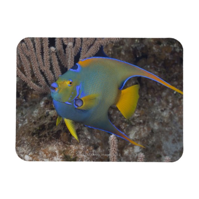 Imán Natación Queen Angelfish (Holacanthus ciliaris) (Horizontal)