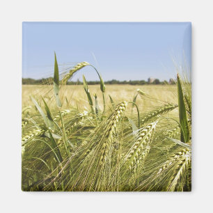 Imán Naturaleza Botánica del Grano de Centeno