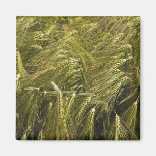 Imán Naturaleza Botánica del Grano de Centeno