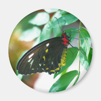 Imán Naturaleza de la mariposa negra