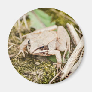 Imán Naturaleza de la Rana Cuta Animales Woodland
