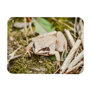 Imán Naturaleza de la rana de madera Animales de la mad