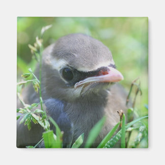 Imán Naturaleza de las aves de bebé