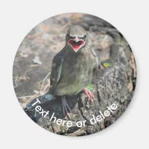 Imán Naturaleza de las aves vagabundas para bebés