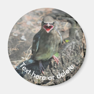 Imán Naturaleza de las aves vagabundas para bebés