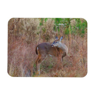 Imán Naturaleza Deer Doe fauna Foto Lago Arrowhead Ga.