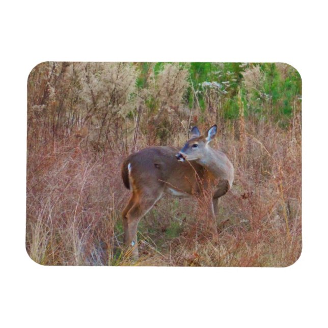 Imán Naturaleza Deer Doe fauna Foto Lago Arrowhead Ga. (Horizontal)