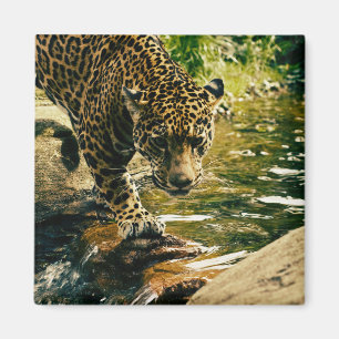 Imán Naturaleza del leopardo animal salvaje
