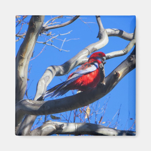 Imán Naturaleza invernal de Canberra (Frente)