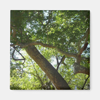 Imán Naturaleza verde del árbol de Sycamore