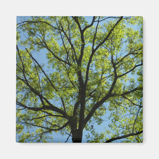 Imán Naturaleza vibrante del roble de primavera