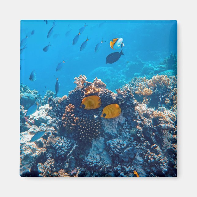 Imán Nautical Photos Marine Animal Photography Fish Pic (Frente)