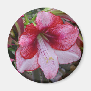 Imán Navidades Amaryllis Flamorosa Festividad Roja