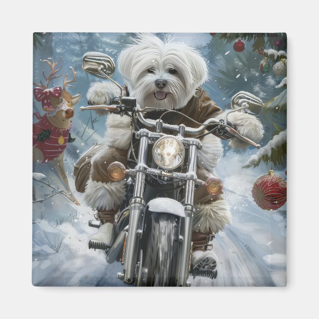 Imán Navidades de motocicletas Coton De Tulear (Frente)