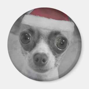 Imán Navidades divertidos chihuahua con Santa Hat