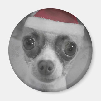 Imán Navidades divertidos chihuahua con Santa Hat
