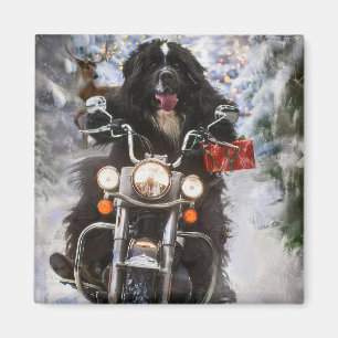 Imán Navidades en motocicleta de perros de Terranova