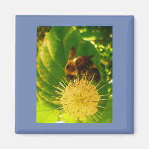 Imán Néctar de abeja de burbujas