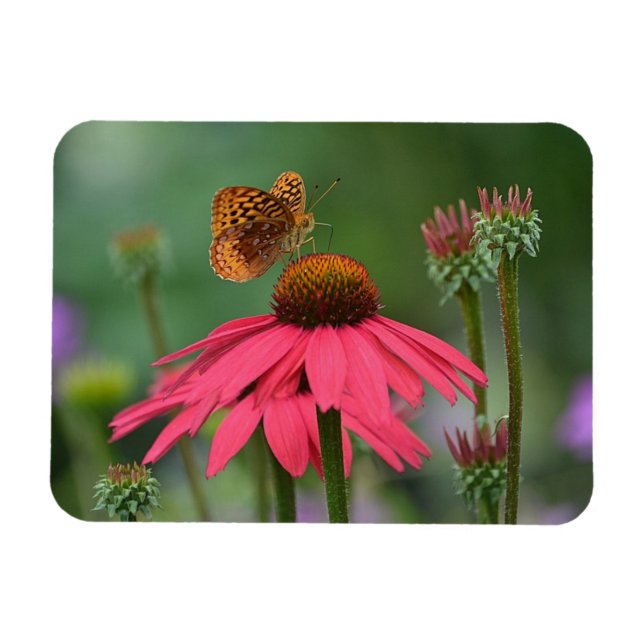 Imán Néctar de recolección de mariposas (Horizontal)