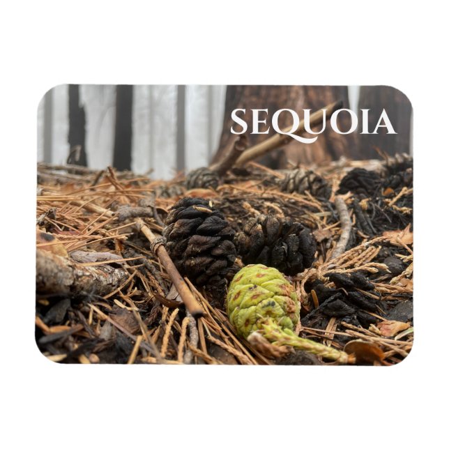 Imán Needles and Cones, suelo forestal, secuoia NP (Horizontal)