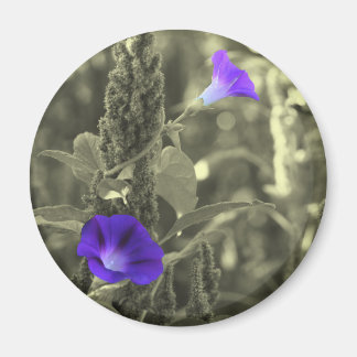 Imán negro de la flor blanca de las correhuelas