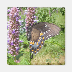 Imán negro del ~ de Swallowtail 63