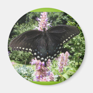 Imán negro del ~ de Swallowtail 67