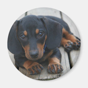 Imán Negro del perrito del Dachshund