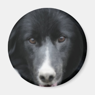 Imán negro del perro de la cara del border collie