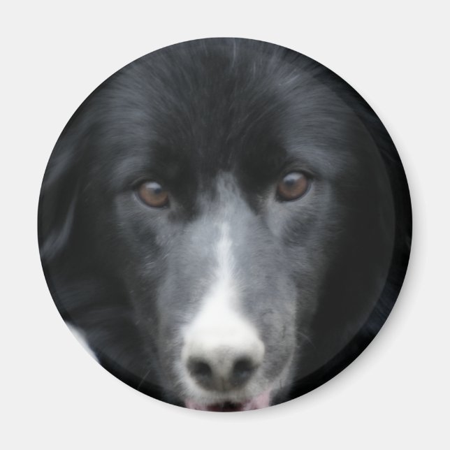 Imán negro del perro de la cara del border collie (Frente)