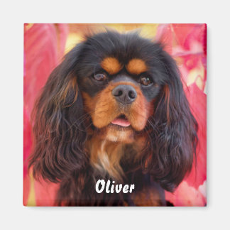 Imán Negro y Tan Cavalier Rey Charles Spaniel Dog