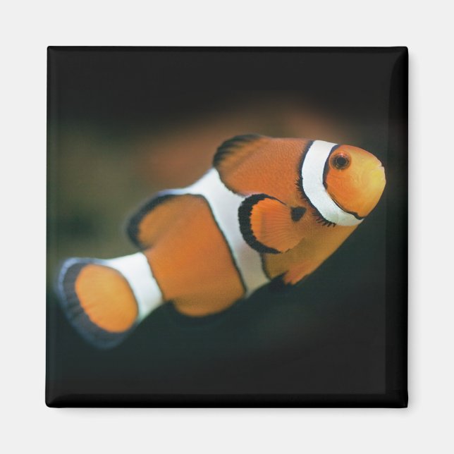 Imán Nemo Magnet (Frente)