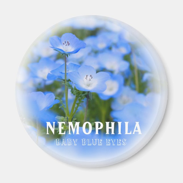 Imán NEMOPHILA（Baby Blue Eyes） (Frente)