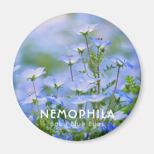 Imán NEMOPHILA（Ojos Azules Bebé） (Frente)