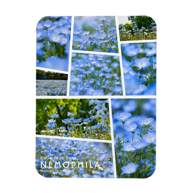 Imán NEMOPHILA (Ojos azules para bebés) (Vertical)