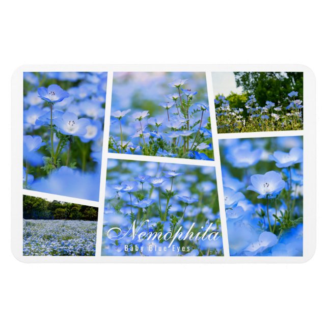 Imán NEMOPHILA (Ojos azules para bebés) (Horizontal)