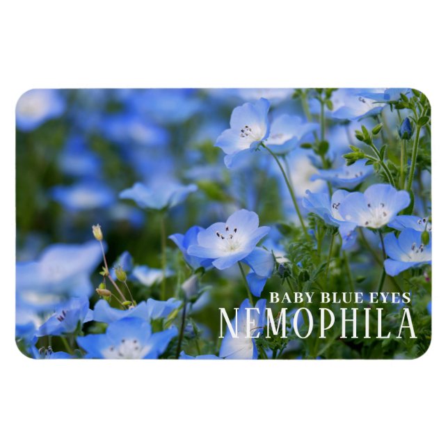 Imán NEMOPHILA (Ojos azules para bebés) (Horizontal)