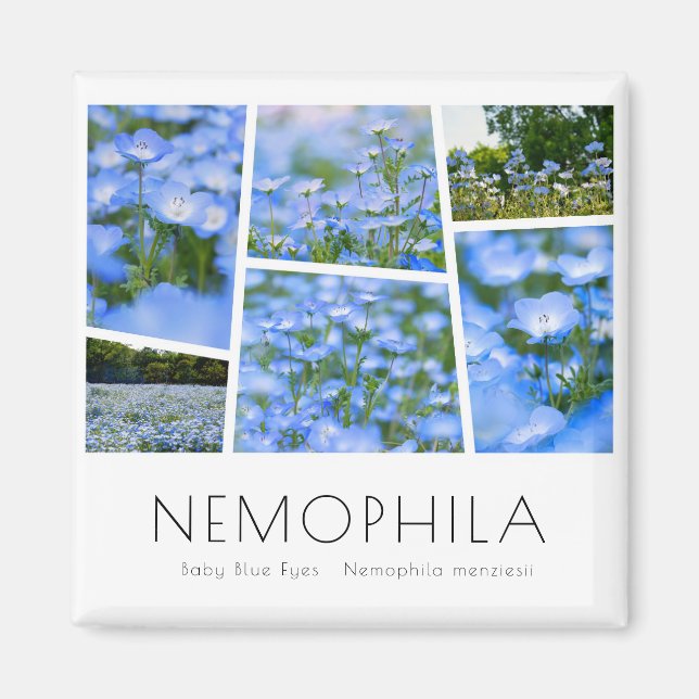 Imán NEMOPHILA (Ojos azules para bebés) (Frente)