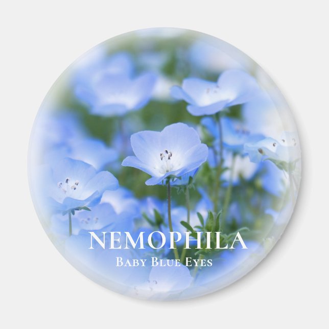 Imán NEMOPHILA (Ojos azules para bebés) (Frente)