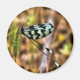 Imán Nemoptera bipennis Spoon-Winged Insect Art