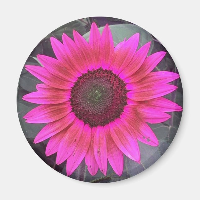 Imán Neon Pink Sunflower Magnet (Frente)