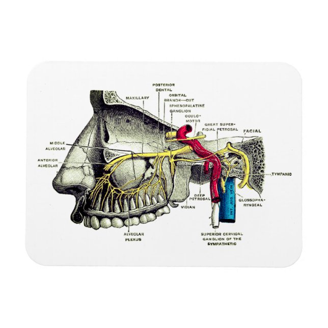 Imán Nervios maxilares anatomía humana (Horizontal)
