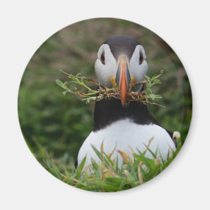 Imán Nest Builder Puffin