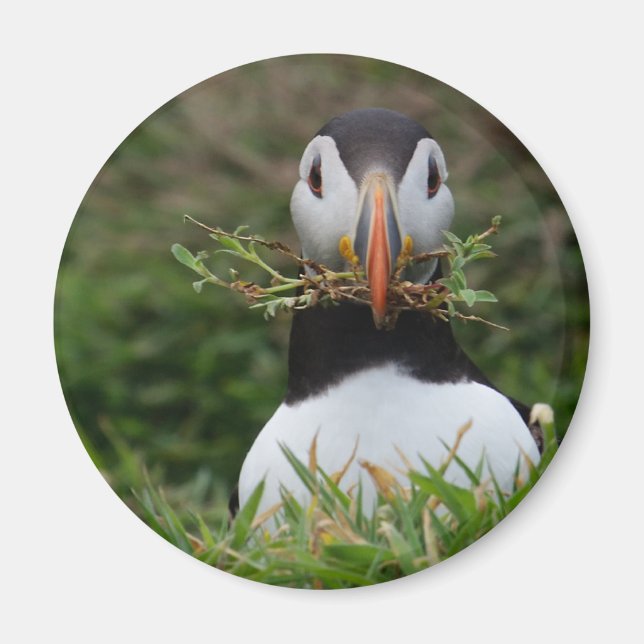 Imán Nest Builder Puffin (Frente)