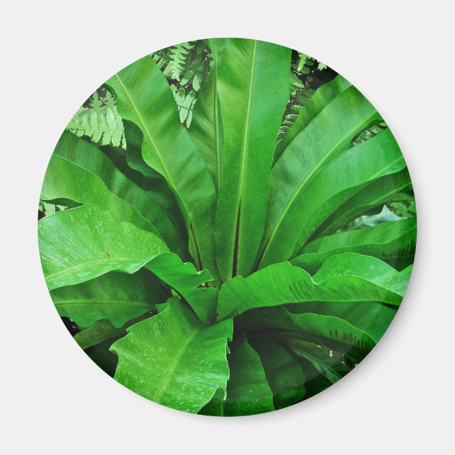 Imán Nest Fern de pájaro (Frente)