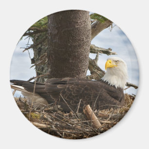 Imán Nesting Bald Eagle