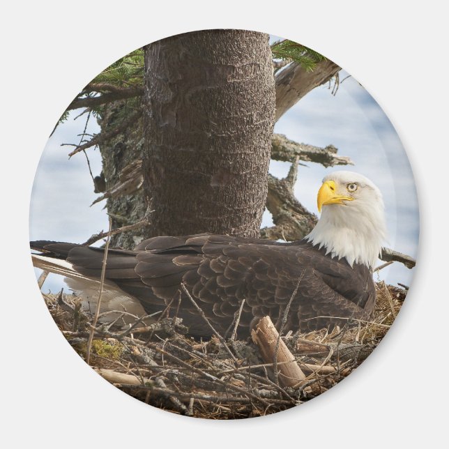 Imán Nesting Bald Eagle (Frente)