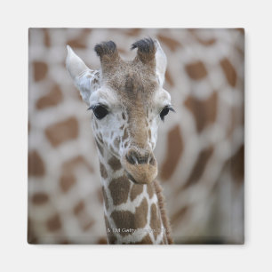 Imán Netzgiraffe, reticulata de los camelopardalis del