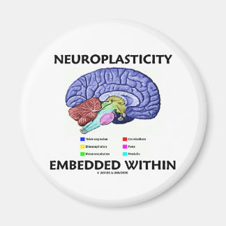 Imán Neuroplasticidad integrada en (anatomía cerebral)
