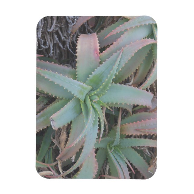 Imán Nevada succulantes (Vertical)